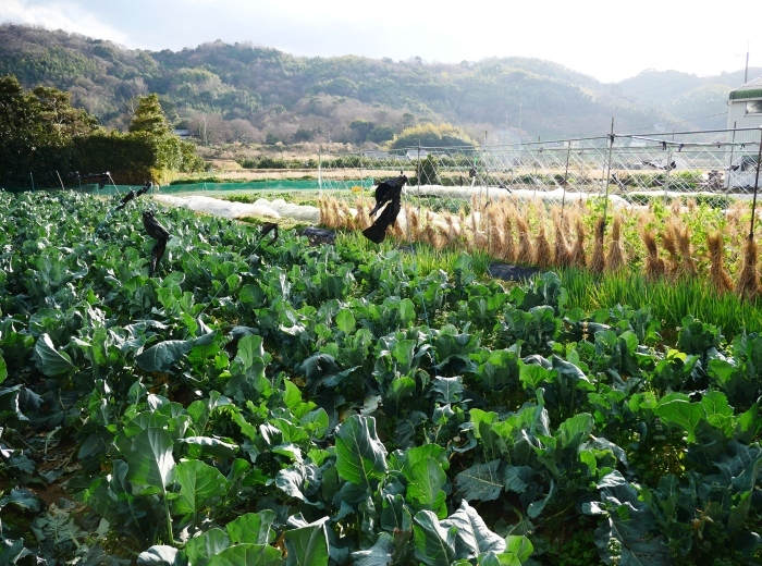 　　冬の里山を歩く　　２０２２-０１-１４　００：００ 　 　　_b0093754_23215412.jpg