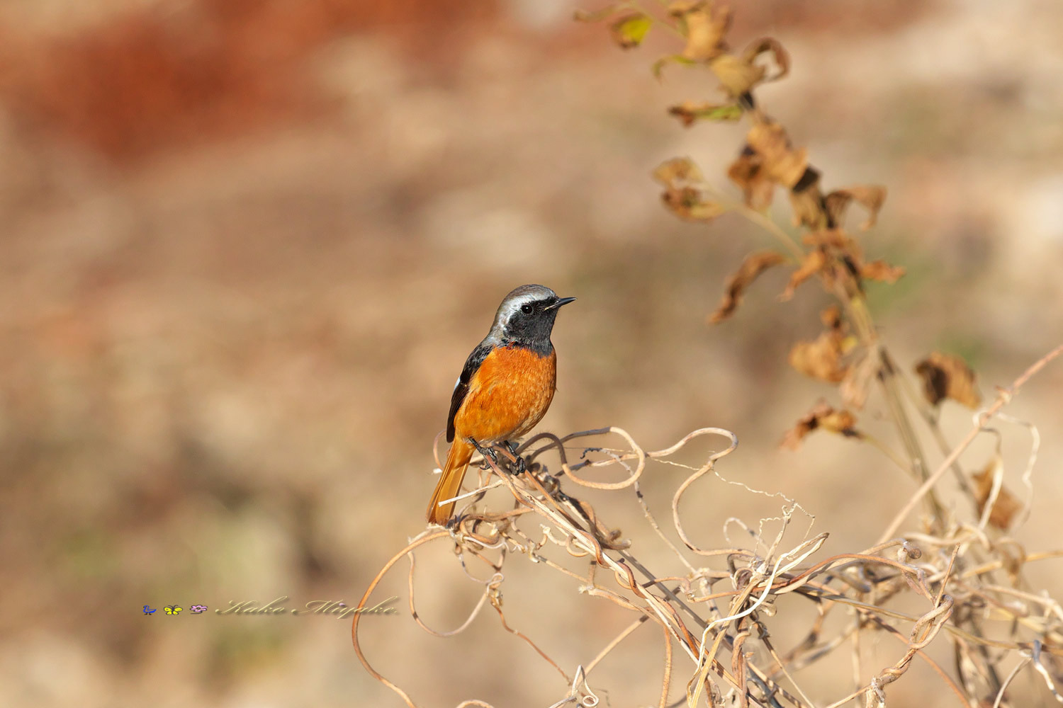 ジョウビタキ（Daurian redstart）_d0013455_15360754.jpg