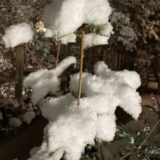 先日の雪は凄かった^_^ｖ_c0124773_07253479.jpeg