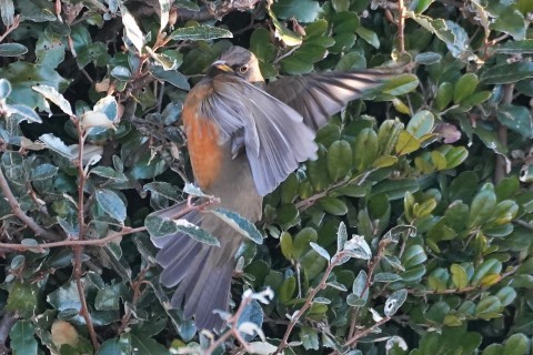 ★先週末の鳥類園(2022.1.8.~10)_e0046474_10440966.jpg