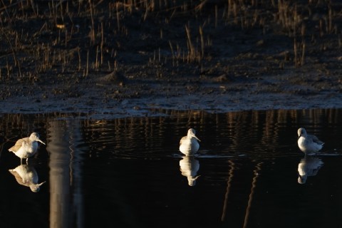 ★先週末の鳥類園(2022.1.8.~10)_e0046474_10441353.jpg