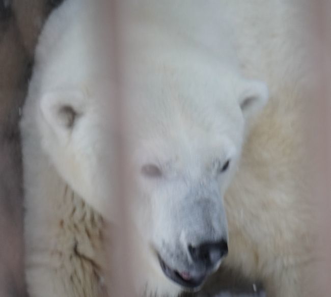 1月11日の円山動物園のくまくま・オオカミ_b0014576_21063031.jpg