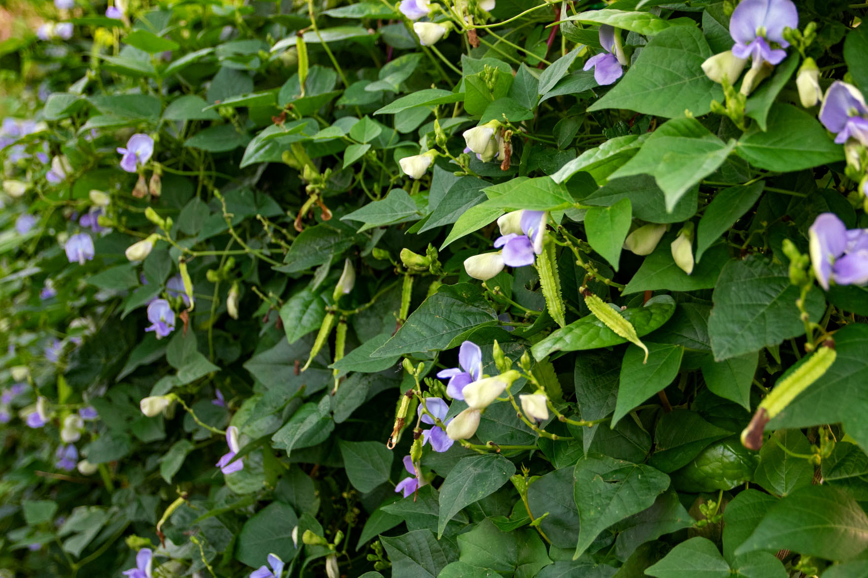 花、鞘、豆、種、根。_b0340837_15394463.jpg