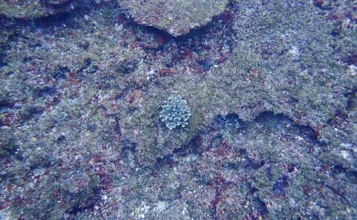 サンゴ礁のモニタリング_e0158261_05165074.jpg