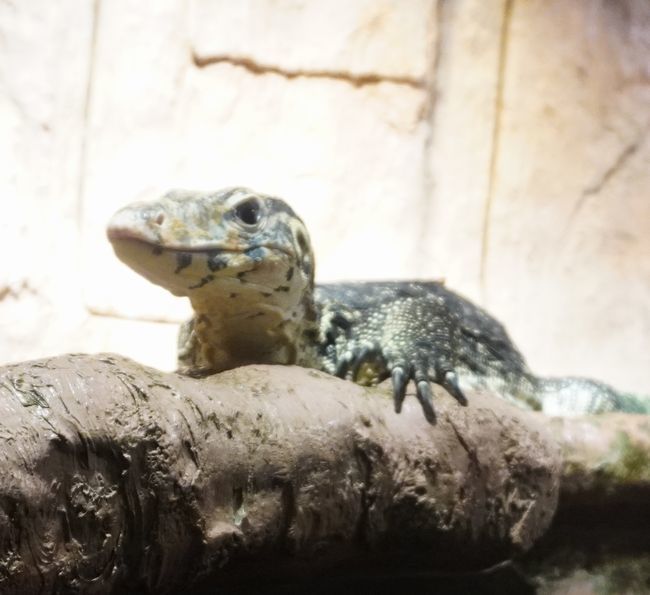 1月11日の円山動物園の、は虫類・両生類館_b0014576_00113161.jpg
