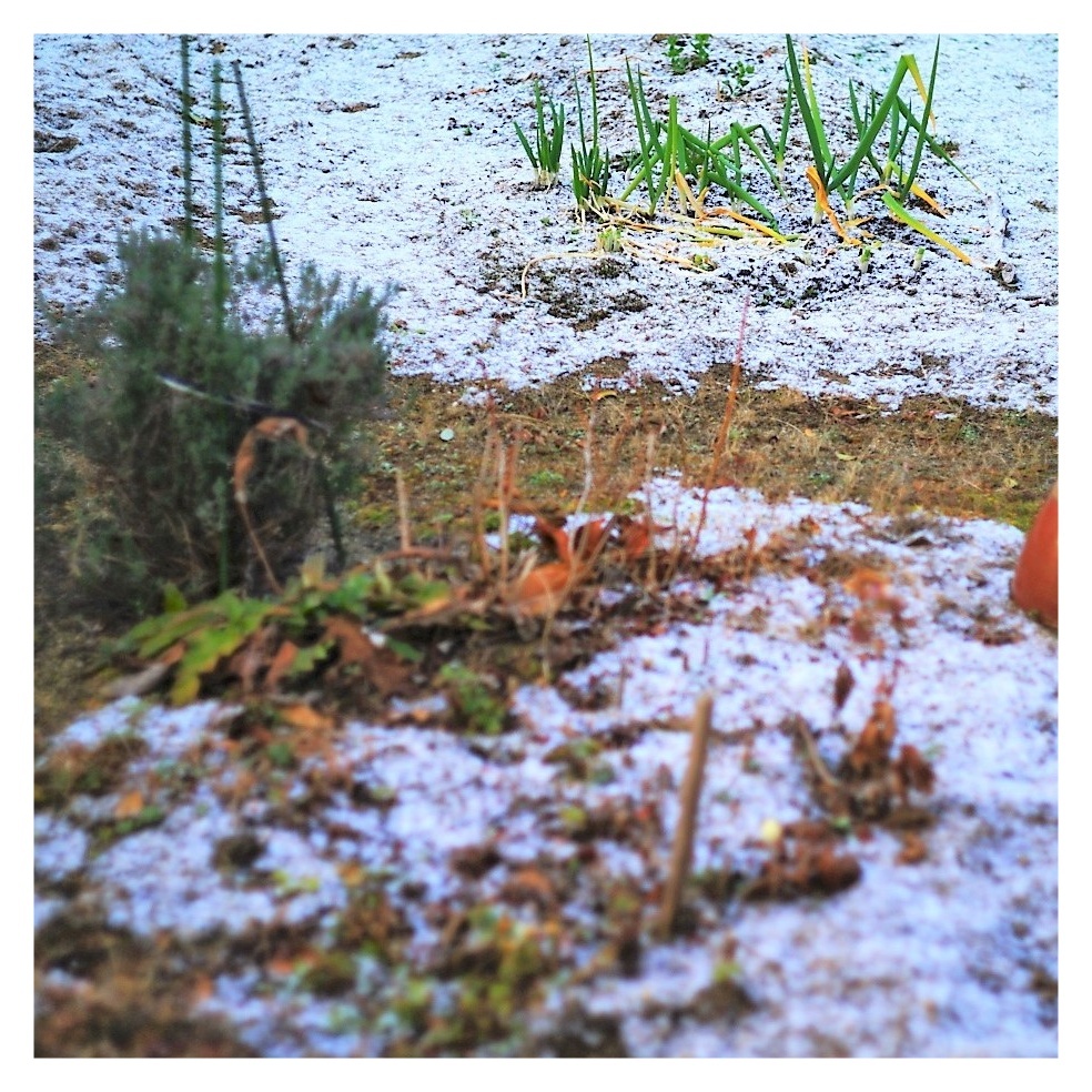 初雪_d0176680_09144555.jpg