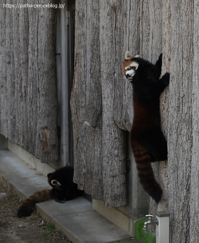 ２０２１年１２月　王子動物園２　その２　お薬？貰ってた旦旦_a0052986_07342863.jpg