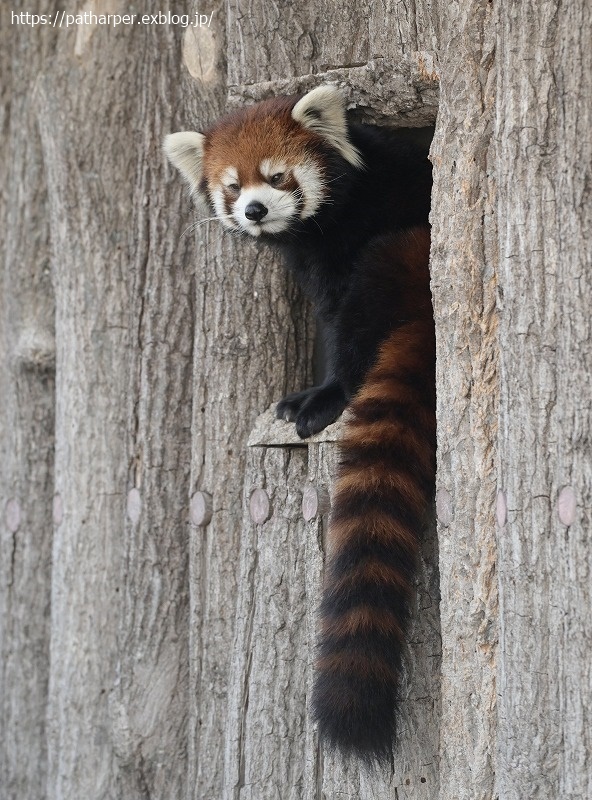 ２０２１年１２月　王子動物園２　その２　お薬？貰ってた旦旦_a0052986_07352585.jpg