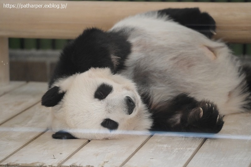 ２０２１年１２月　王子動物園２　その２　お薬？貰ってた旦旦_a0052986_07360228.jpg