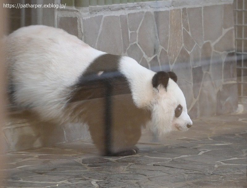 ２０２１年１２月　王子動物園２　その２　お薬？貰ってた旦旦_a0052986_07410936.jpg