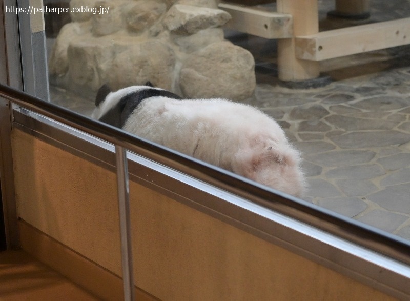 ２０２１年１２月　王子動物園２　その２　お薬？貰ってた旦旦_a0052986_07425485.jpg