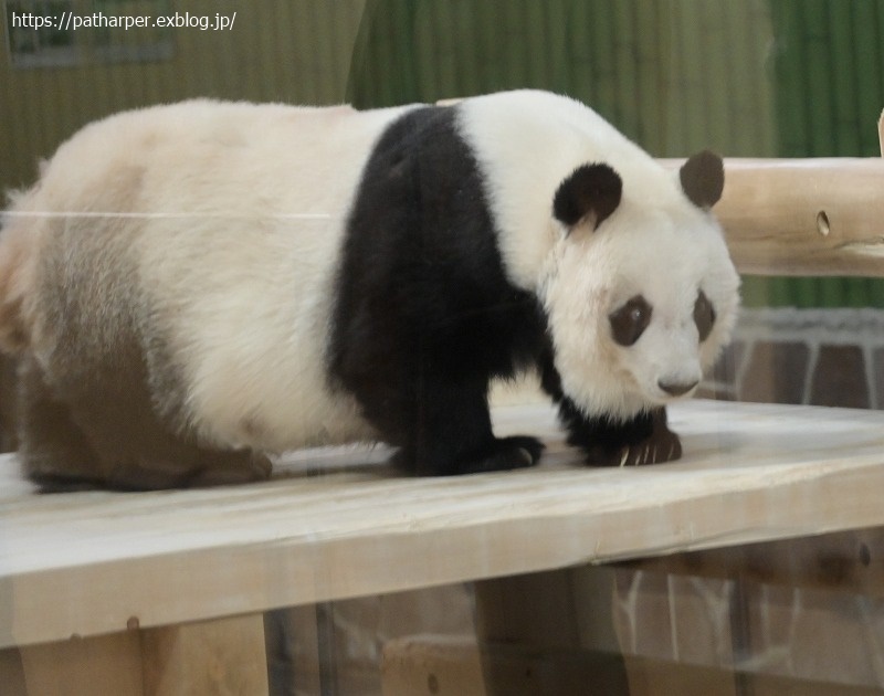 ２０２１年１２月　王子動物園２　その２　お薬？貰ってた旦旦_a0052986_07434174.jpg