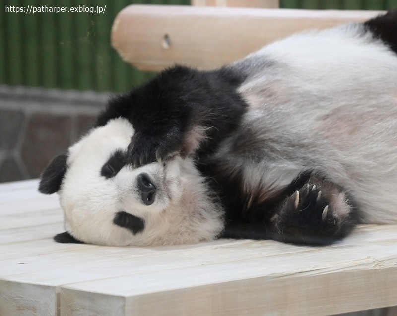 ２０２１年１２月　王子動物園２　その２　お薬？貰ってた旦旦_a0052986_07444080.jpg