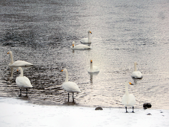 河と雪原_d0366590_16591789.jpg