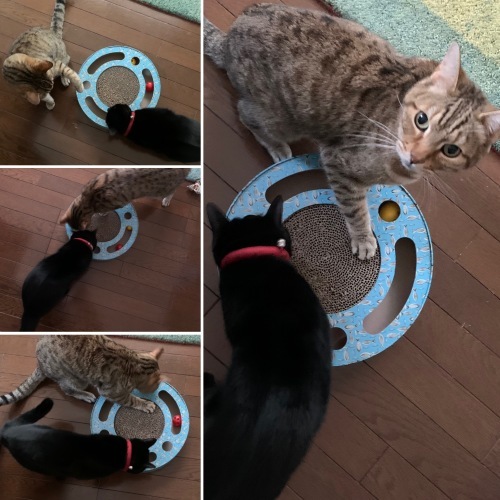 いっしょに遊ぶ_e0358096_19350620.jpeg