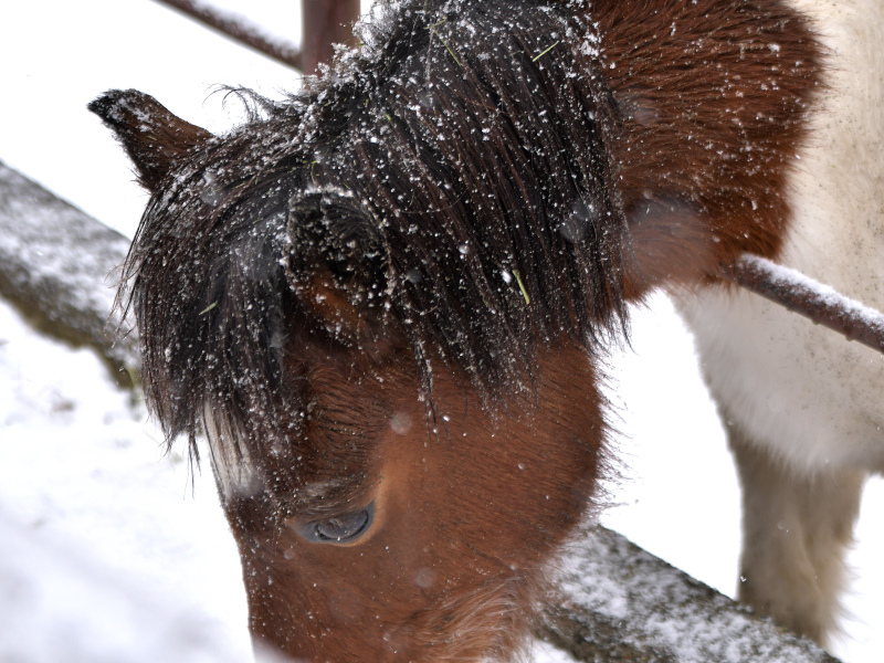 雪と笹_a0164204_05301056.jpg