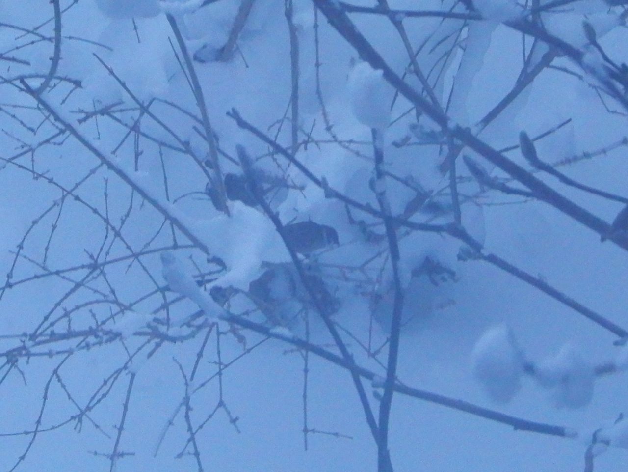 暴風雪はそろそろ抜けてくれ_c0025115_21352459.jpg