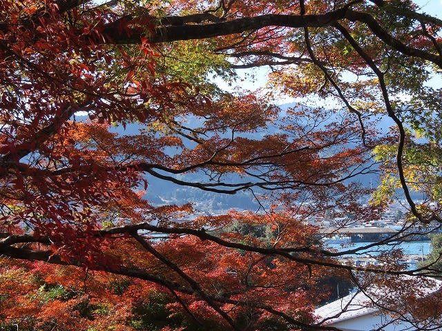 天満荘 の紅葉風景（撮影：12月8日）_e0321325_14025276.jpg