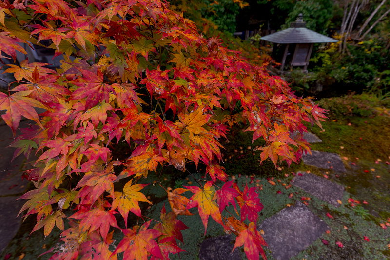 2021紅葉輝く京都　色とりどりの積善寺_f0155048_22230444.jpg