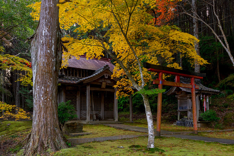 2021紅葉輝く京都　色とりどりの積善寺_f0155048_22251534.jpg