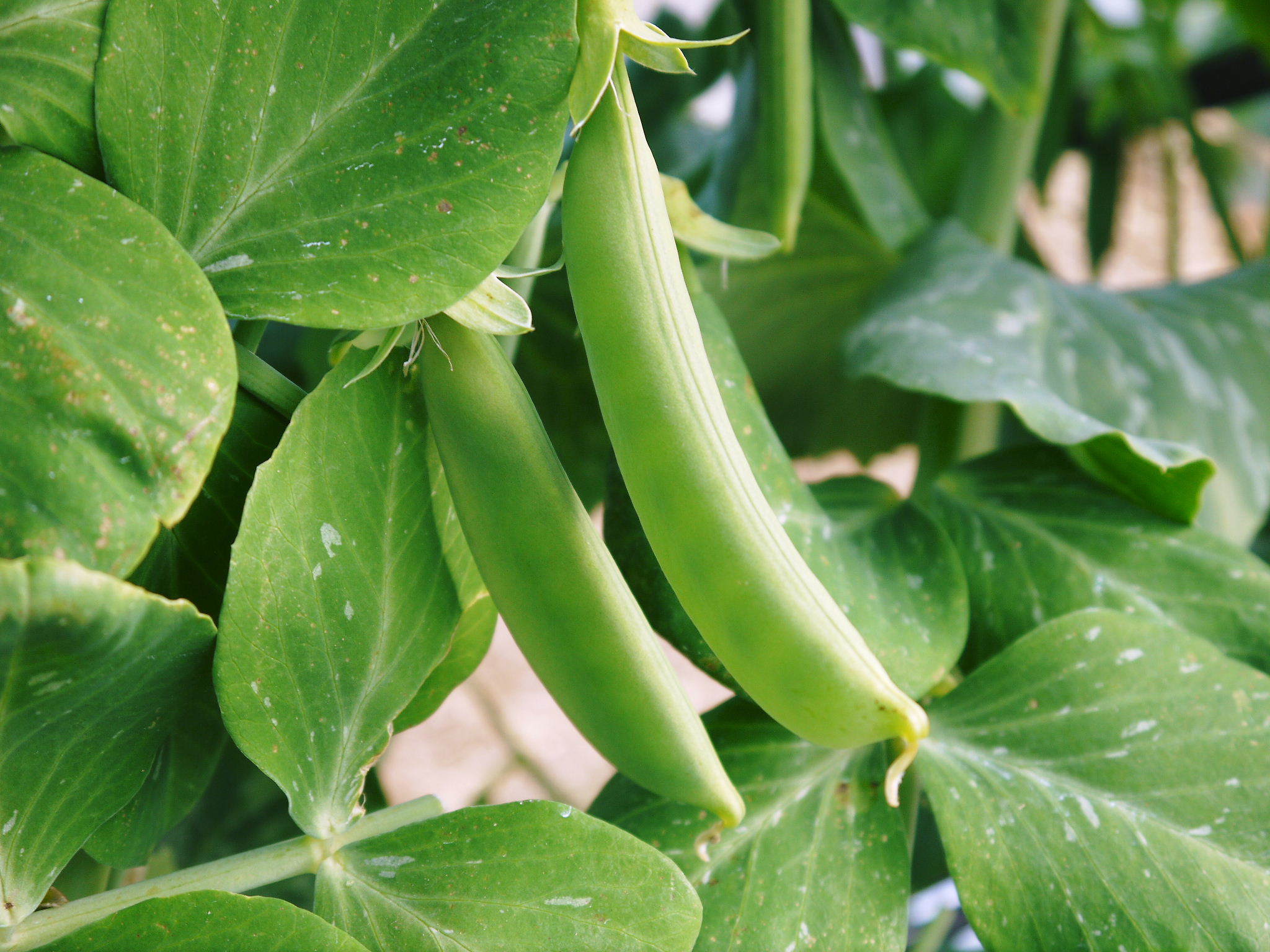スナップエンドウ「シャキ甘“菊光”」大好評発売中!本日令和4年の初出荷!シャキッとした食感!ほんのり甘い_a0254656_17402396.jpg