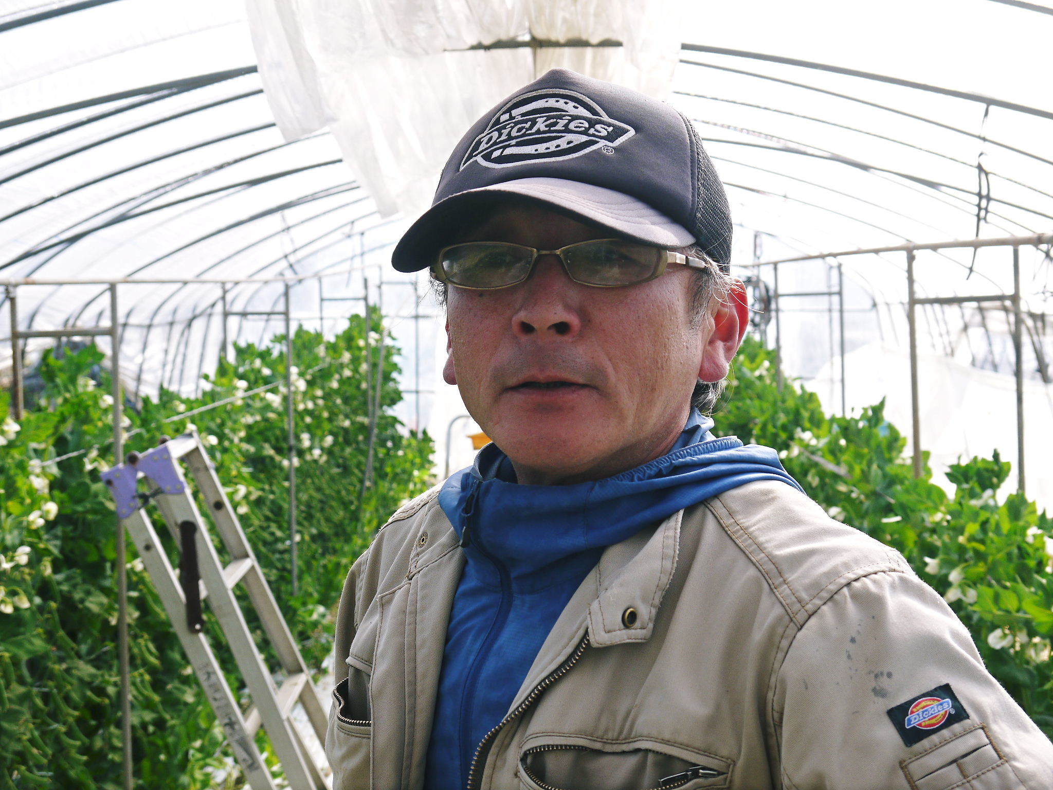スナップエンドウ「シャキ甘“菊光”」大好評発売中!本日令和4年の初出荷!シャキッとした食感!ほんのり甘い_a0254656_17411028.jpg