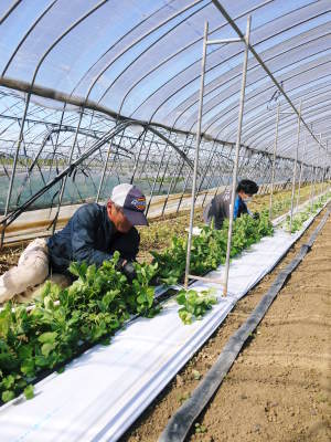 スナップエンドウ「シャキ甘“菊光”」大好評発売中!本日令和4年の初出荷!シャキッとした食感!ほんのり甘い_a0254656_17491478.jpg