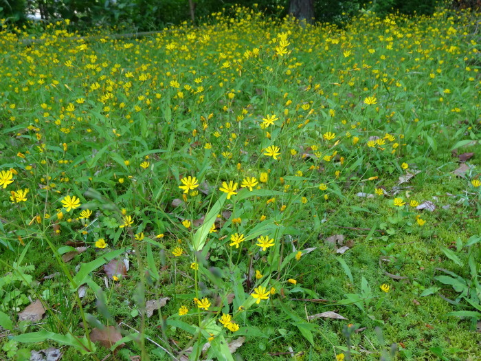 日の光が好きなニガナの花・・・　　　２０１４．５．２２_c0153880_15150719.jpg