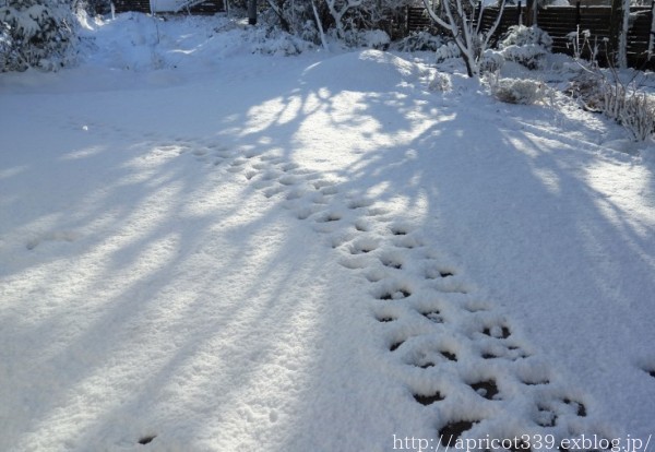 雪の日の植栽スペースとパンジー ビオラ シンプルで心地いい暮らし