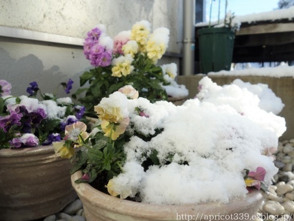 雪の日の植栽スペースとパンジー＆ビオラ_c0293787_15212174.jpg