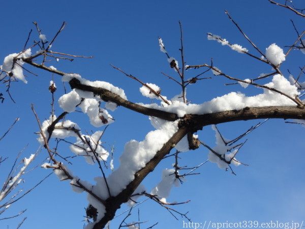 雪の日の植栽スペースとパンジー＆ビオラ_c0293787_15242873.jpg