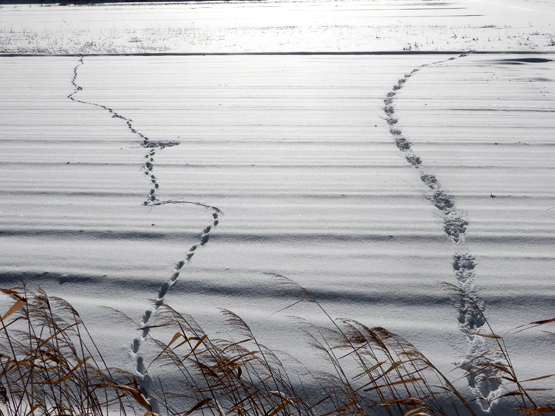 河と雪原_d0366590_14445264.jpg