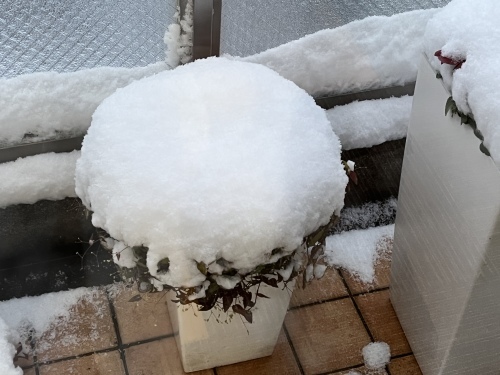 雪の日_f0347891_19500281.jpeg