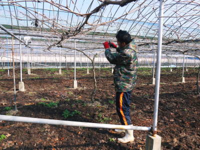 熊本ぶどう 社方園 匠の剪定作業の様子2022 新スタッフと共に徹底作業で病気を防ぐことも怠りません!_a0254656_17443931.jpg