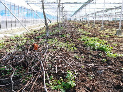熊本ぶどう 社方園 匠の剪定作業の様子2022 新スタッフと共に徹底作業で病気を防ぐことも怠りません!_a0254656_17532866.jpg
