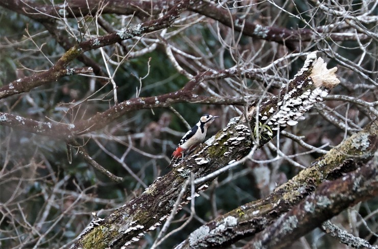 オオコノハズクとその他の野鳥_f0378282_14034992.jpg