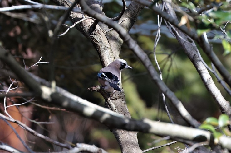 オオコノハズクとその他の野鳥_f0378282_14043128.jpg