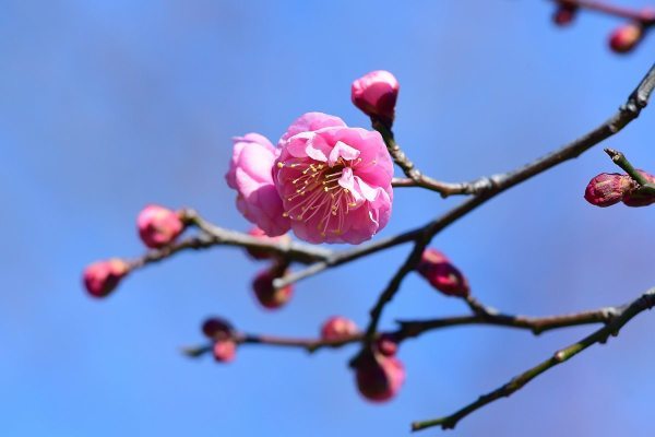 梅が咲き桜も一輪_c0315700_16300805.jpg