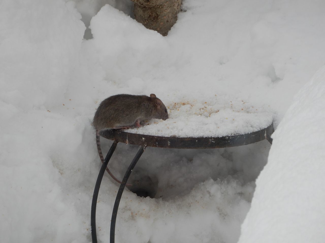 雪の下から新しいお客さん_c0025115_20302257.jpg