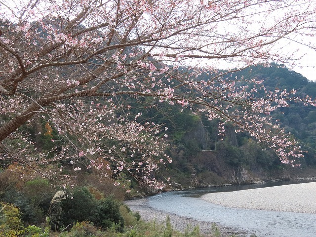 咲き誇る四季桜（撮影：12月12日）_e0321325_10475374.jpg