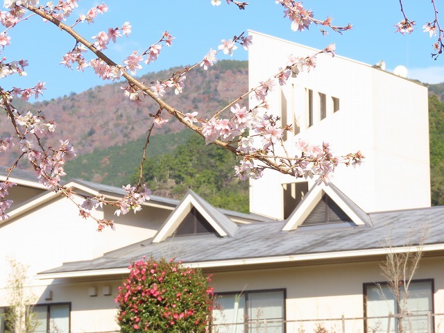 咲き誇る四季桜（撮影：12月12日）_e0321325_10480798.jpg