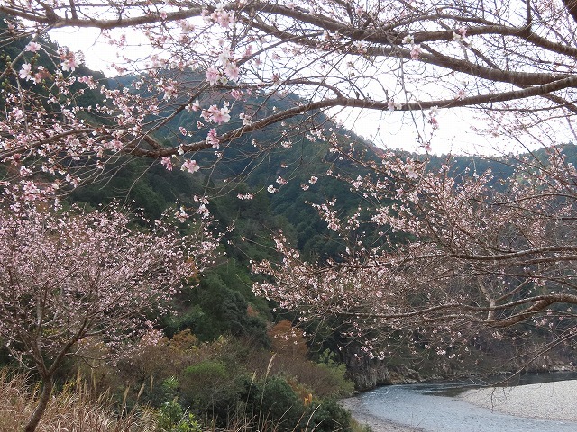 咲き誇る四季桜（撮影：12月12日）_e0321325_10482174.jpg