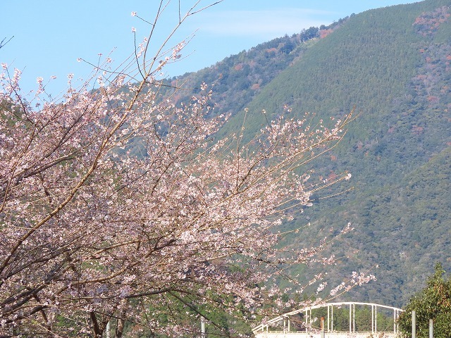 咲き誇る四季桜（撮影：12月12日）_e0321325_10494849.jpg