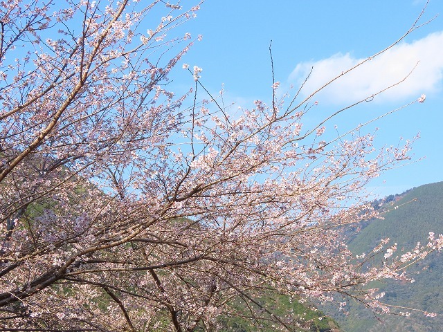 咲き誇る四季桜（撮影：12月12日）_e0321325_10501353.jpg