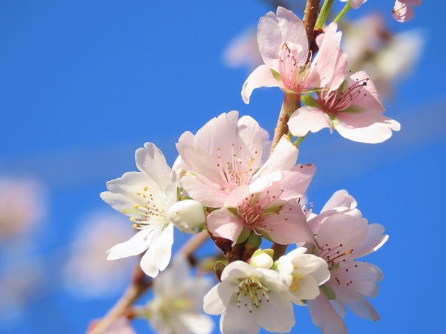 咲き誇る四季桜（撮影：12月12日）_e0321325_10503547.jpg