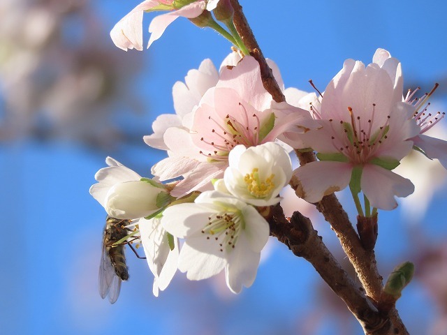 咲き誇る四季桜（撮影：12月12日）_e0321325_10504875.jpg