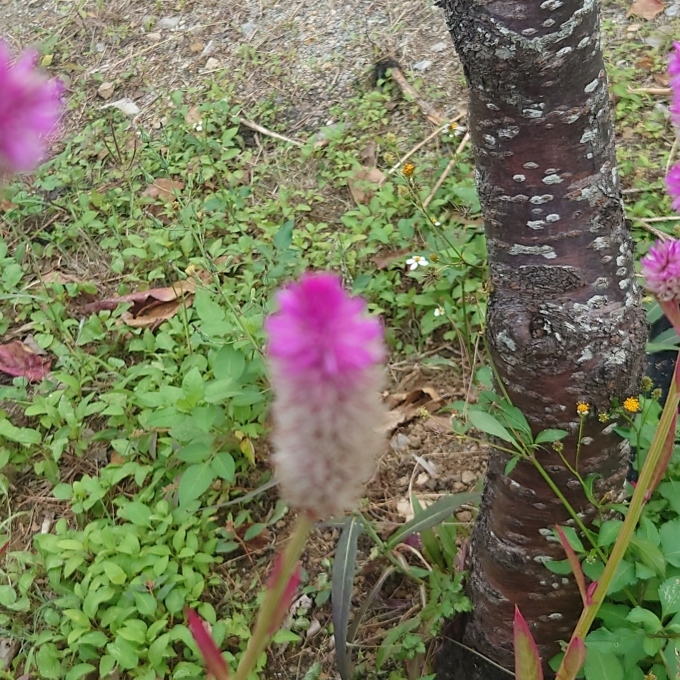 花の帯化、鶏頭も帯化の一種 ？ : 写真と短い文章 5