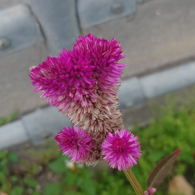 新しいブランド 花の帯化、鶏頭も帯化の一種 ？ : 写真と短い文章 5 絵画