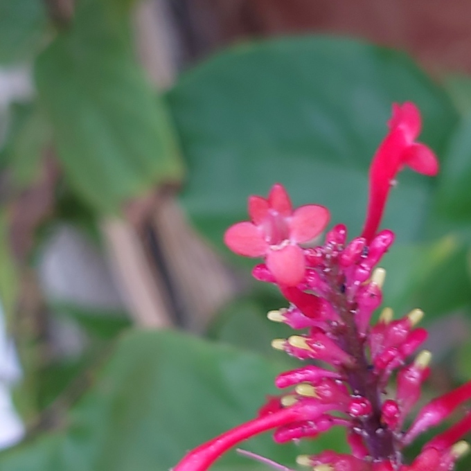 花の帯化、鶏頭も帯化の一種 ？ : 写真と短い文章 5