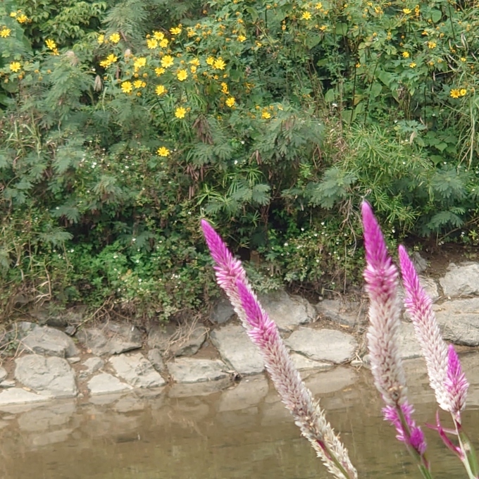 花の帯化、鶏頭も帯化の一種 ？ : 写真と短い文章 5